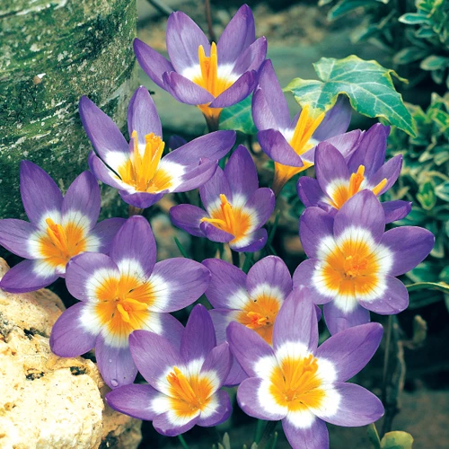 Sieberi Tricolor